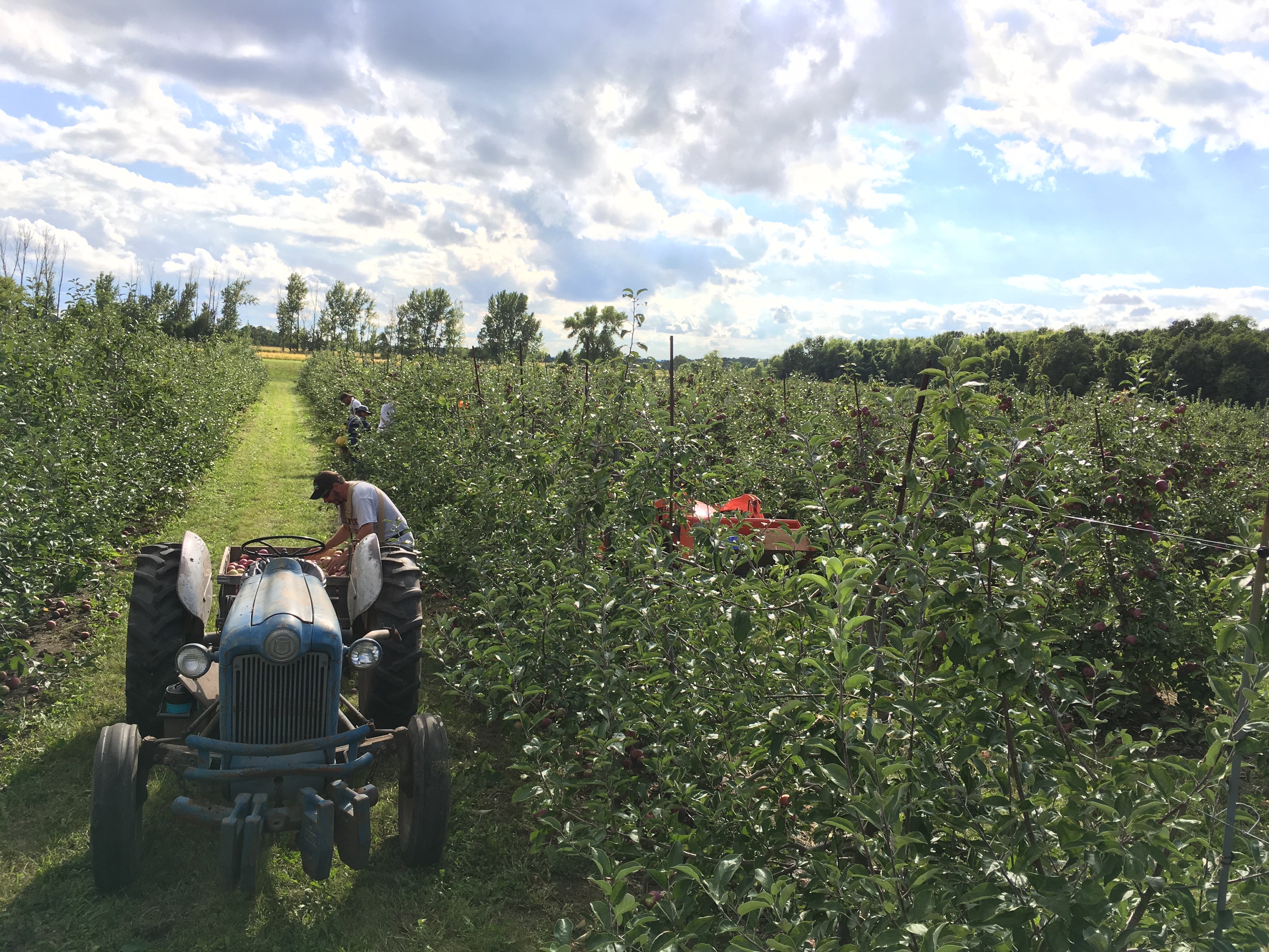 Wisconsin Apple Orchards